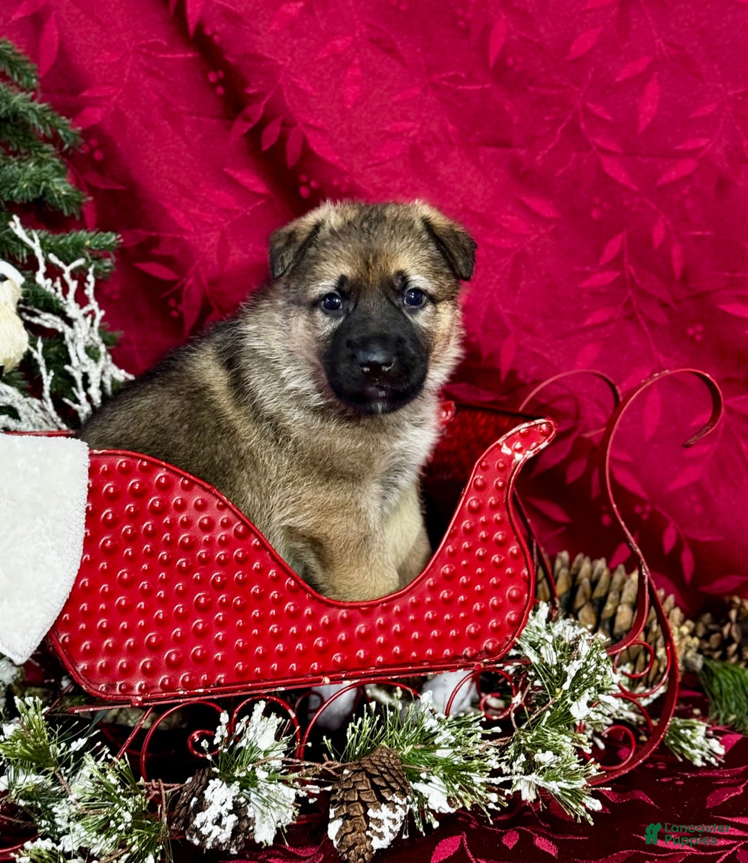 German Shepherd dogs for sale: Rawlins - Ad 2