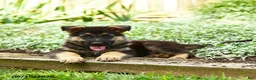 German Shepherd dogs for sale: Vlad - Ad 3