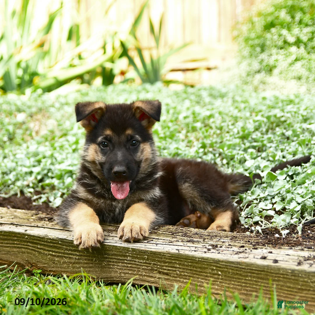 German Shepherd dogs for sale: Vlad - Ad 3