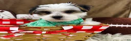 Yorkshire Terrier dogs for sale: Clark - Ad 10