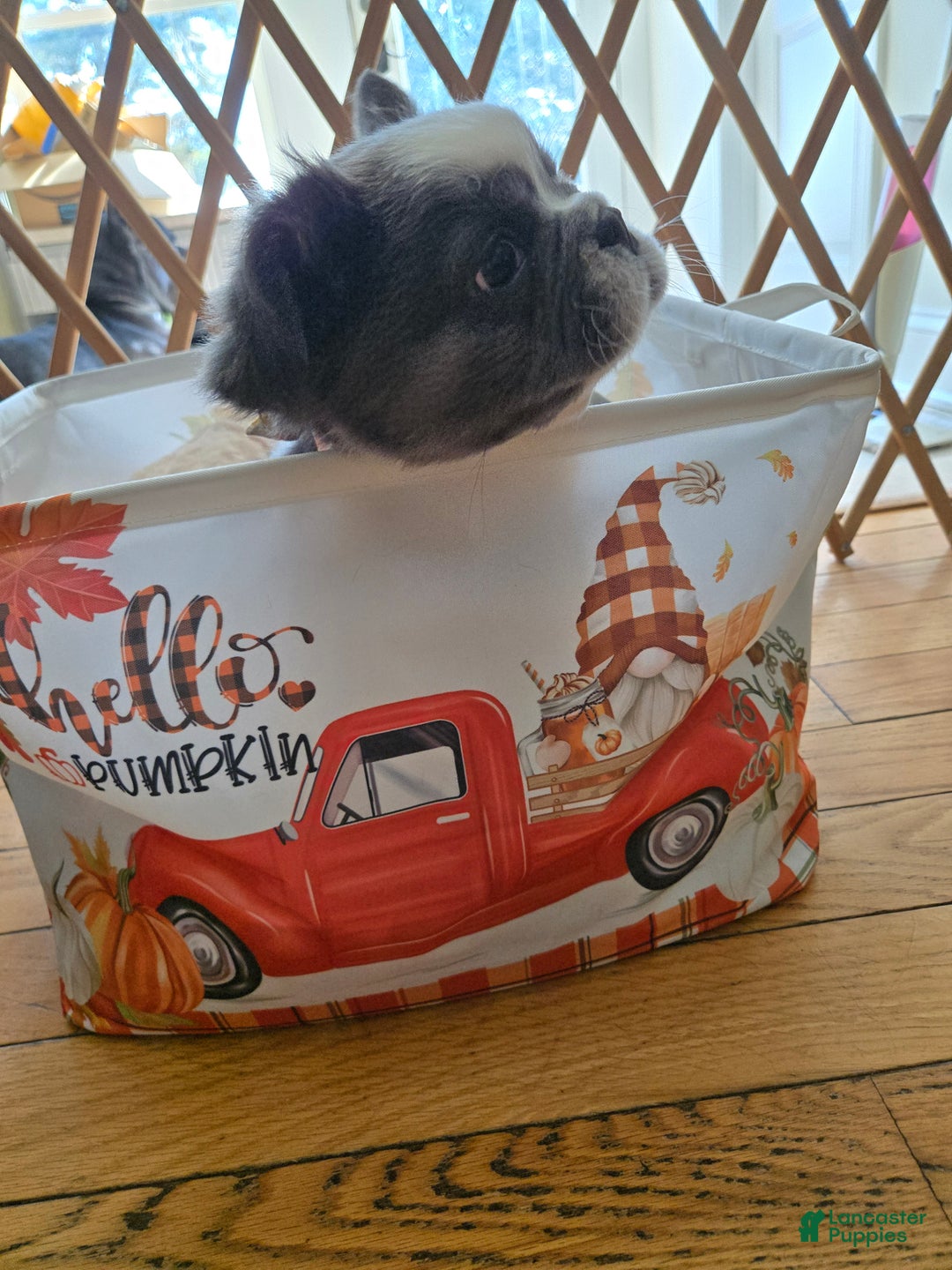 French Bulldog dogs for sale: Londi - Ad 3