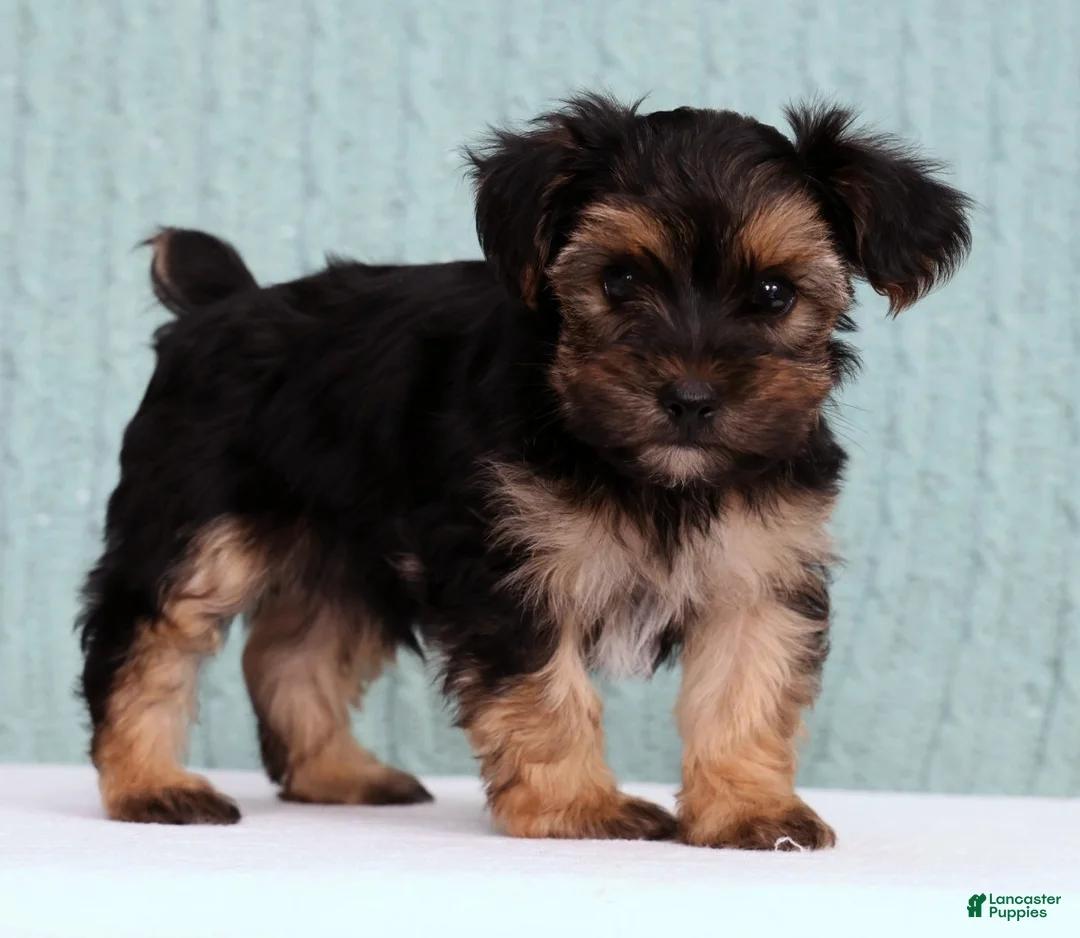 Yorkiepoo dogs for sale: Bingo - Ad 2