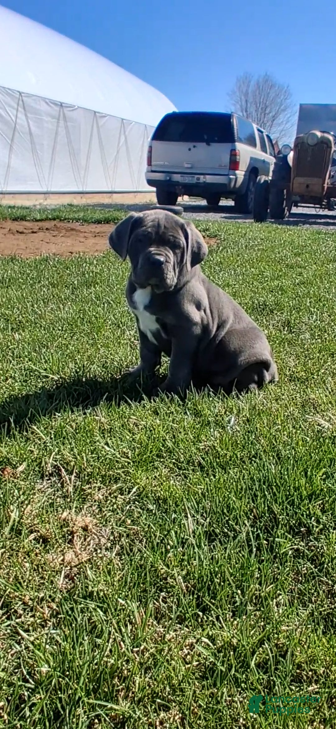 Cane Corso dogs Brianna - Ad 1
