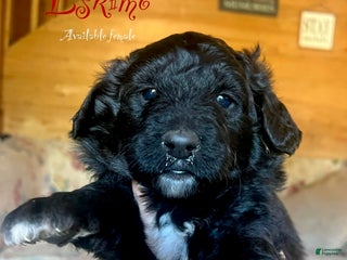 Mixed Breed dogs Eskimo - Ad 35