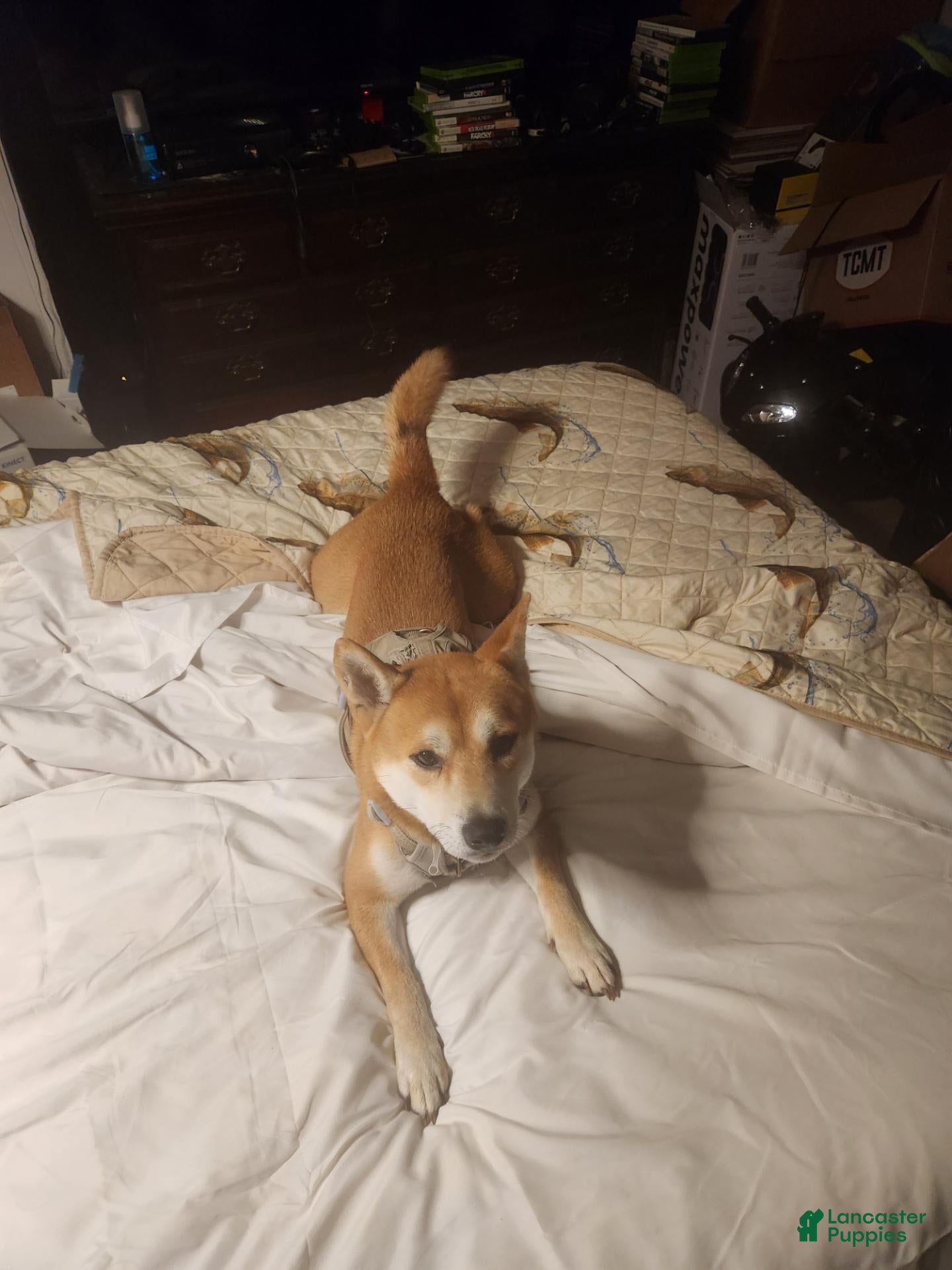 Shiba Inu dogs Looking for a female to breed - Ad 1