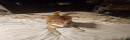 Shiba Inu dogs for stud: Looking for a female to breed - Ad 1