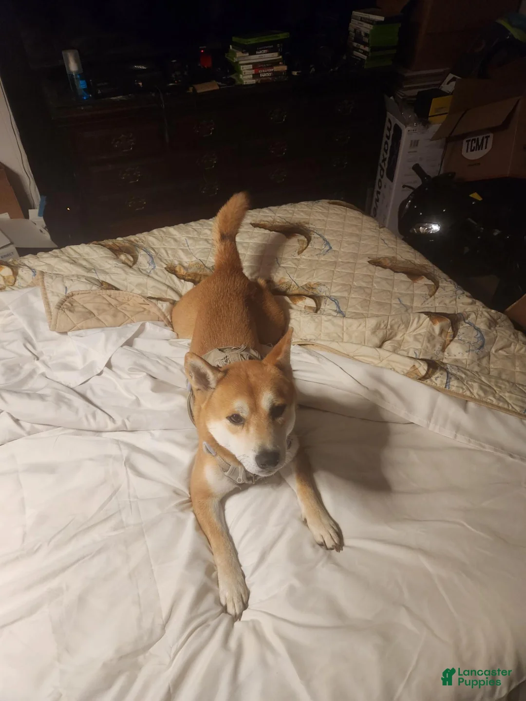 Shiba Inu dogs for stud: Looking for a female to breed - Ad 1