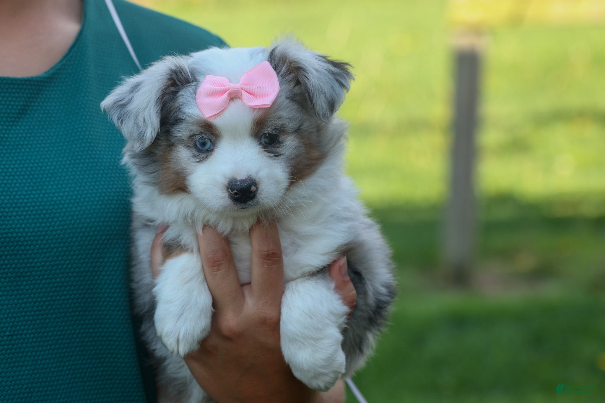 Australian Shepherd dogs MIA - Ad 1