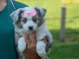 Miniature Australian Shepherd dogs for sale: MIA - Ad 1