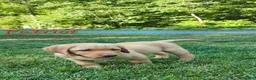 Labrador Retriever dogs for sale: Patriot - Ad 5