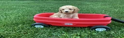 Mini Goldendoodle dogs for sale: Harper - Ad 4