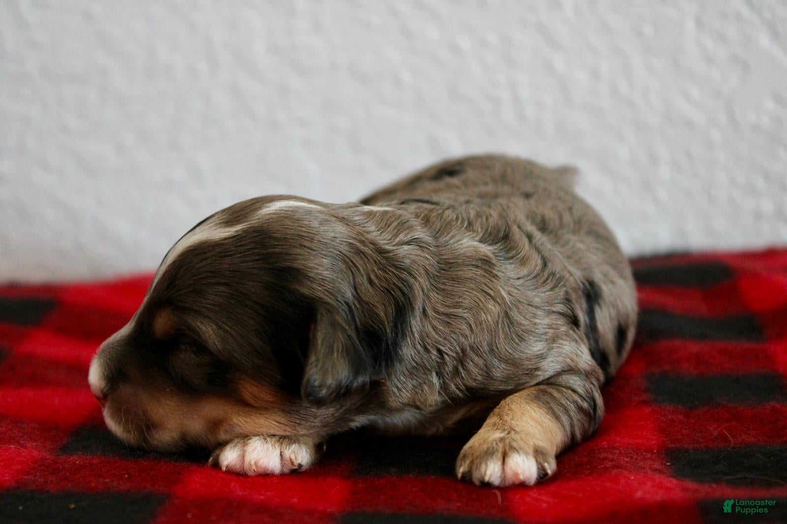 Mini Goldendoodle dogs Alani - Ad 2