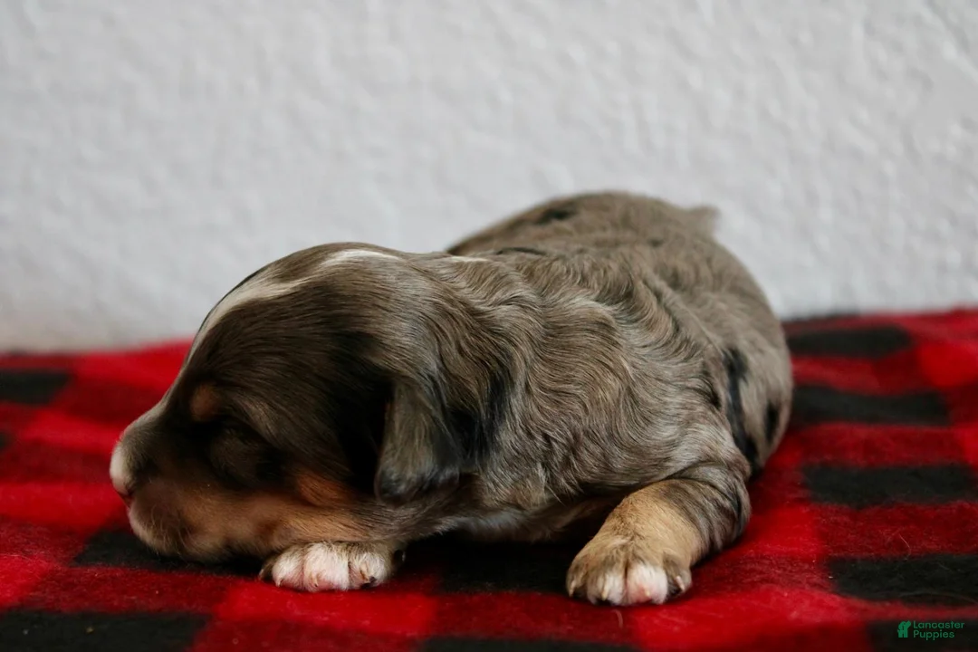 Mini Goldendoodle dogs for sale: Alani - Ad 2