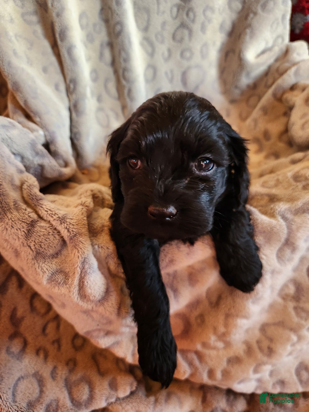 Mixed Breed dogs for sale: Lori - Ad 6