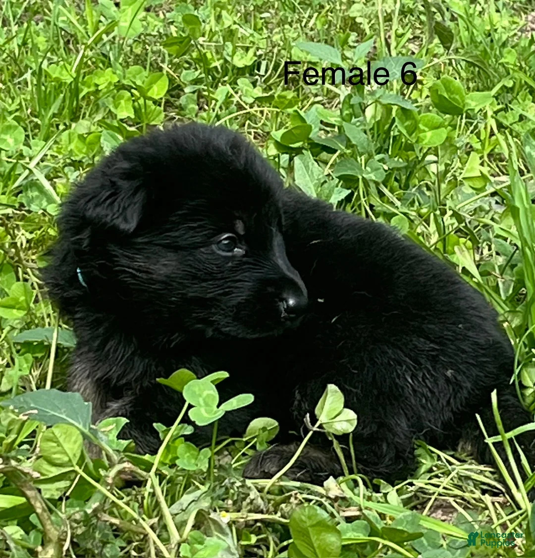 German Shepherd dogs for sale: German Shepherd 6 - Ad 2