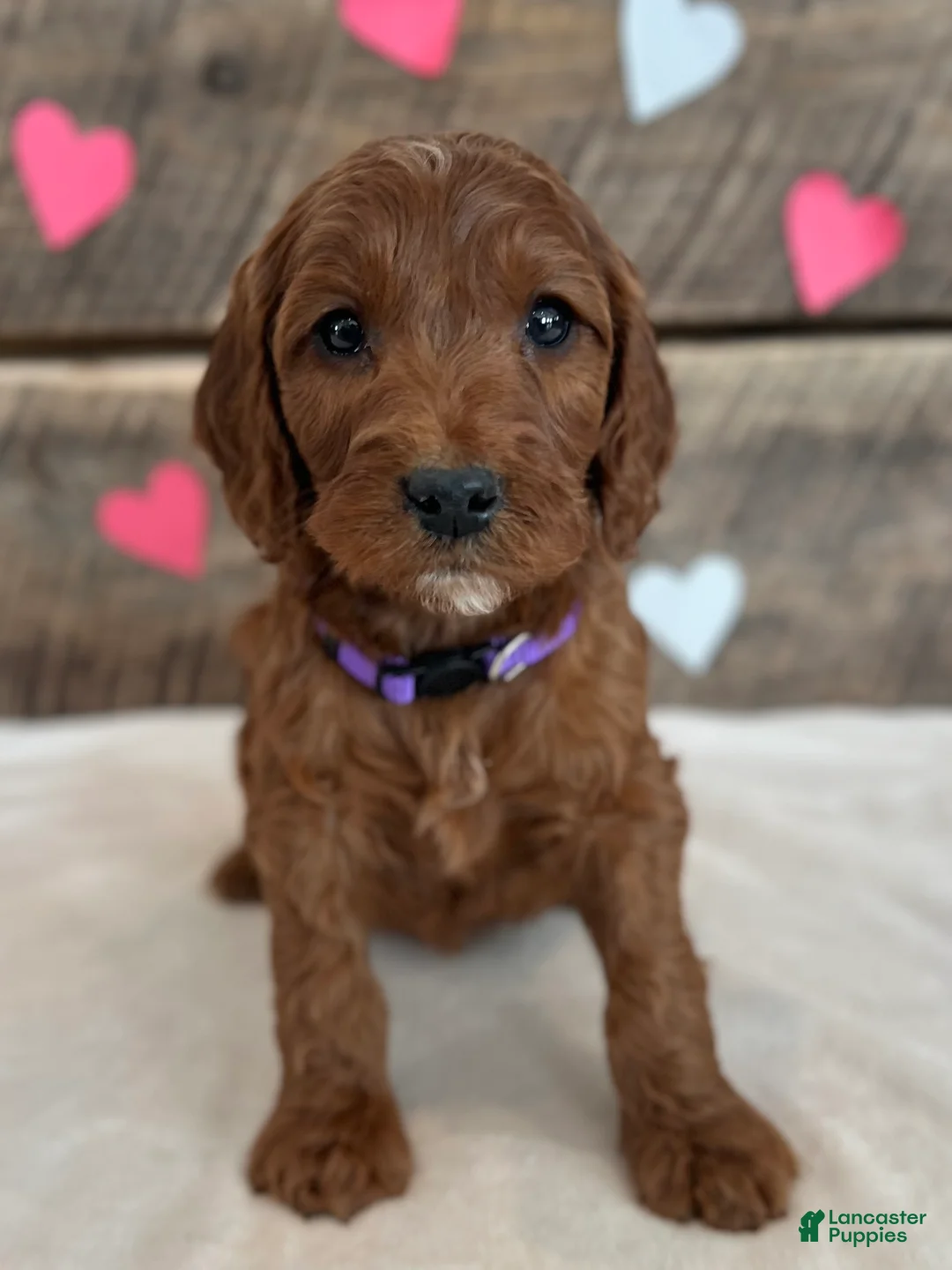 Irish Doodle dogs for sale: Lily - Ad 13