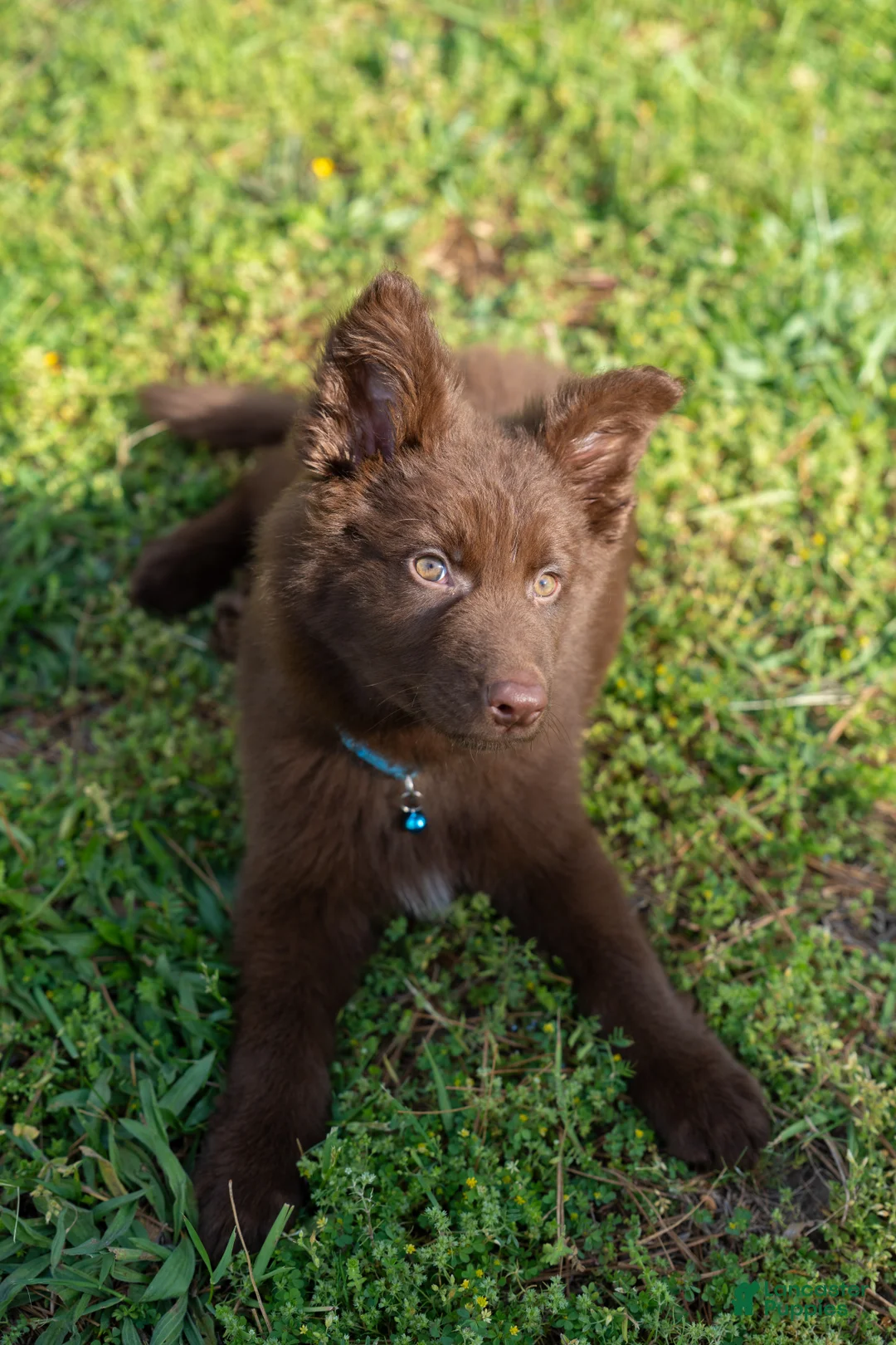German Shepherd dogs for sale: German Shepherd Puppy 1 - Ad 2