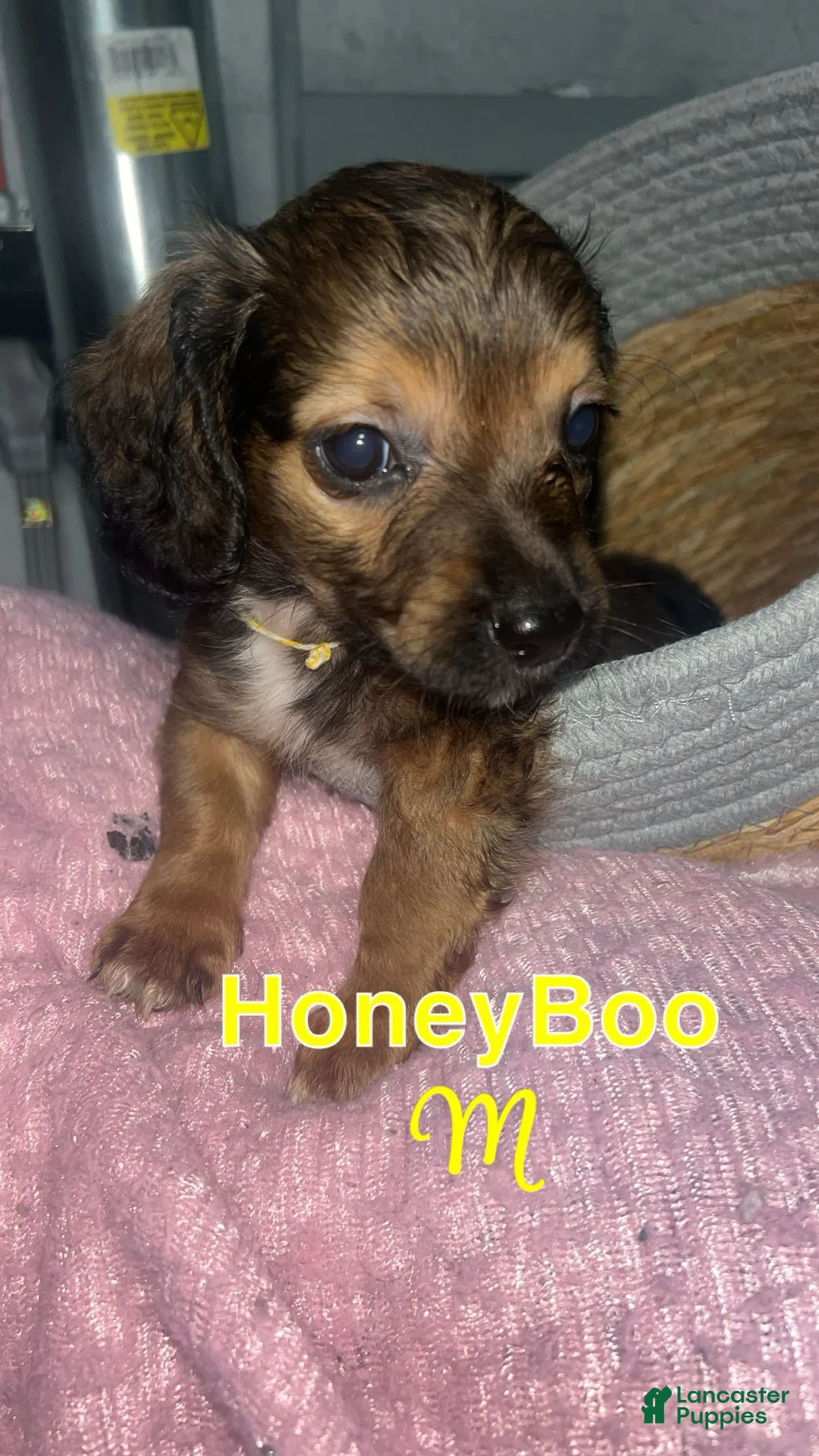 Mixed Breed dogs for sale: Honeyboo 🍯 (Male not Female ! - Ad 1
