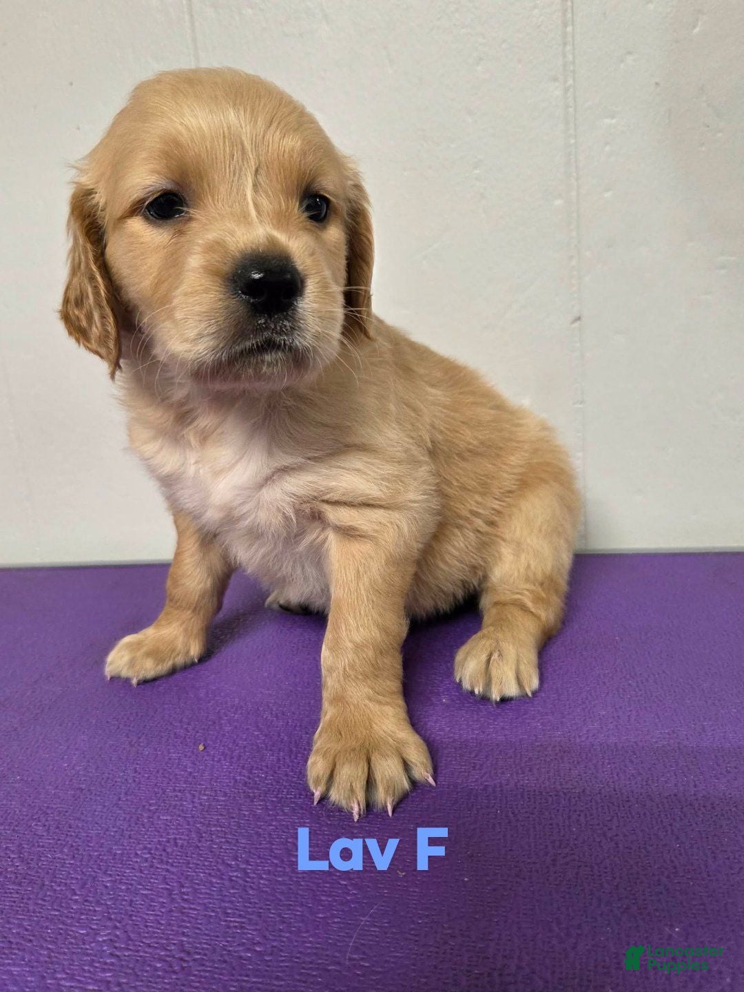 Goldendoodle dogs Goldendoodle 8 - Ad 32