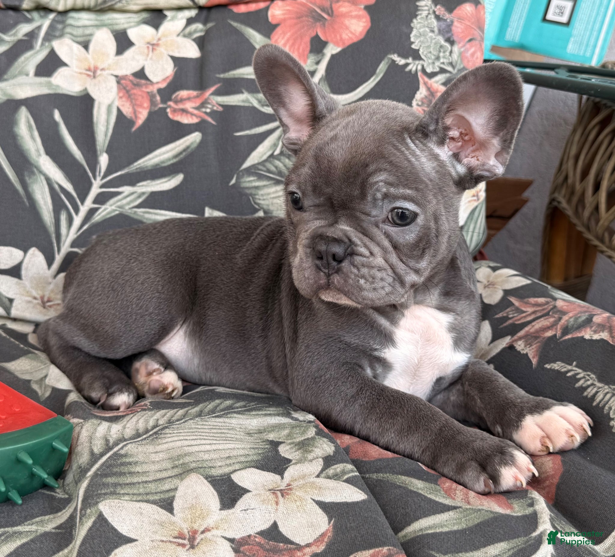 French Bulldog dogs Socks - Ad 1