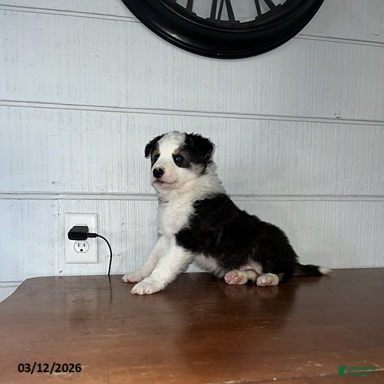 Border Collie dogs Buttercup - Ad 1