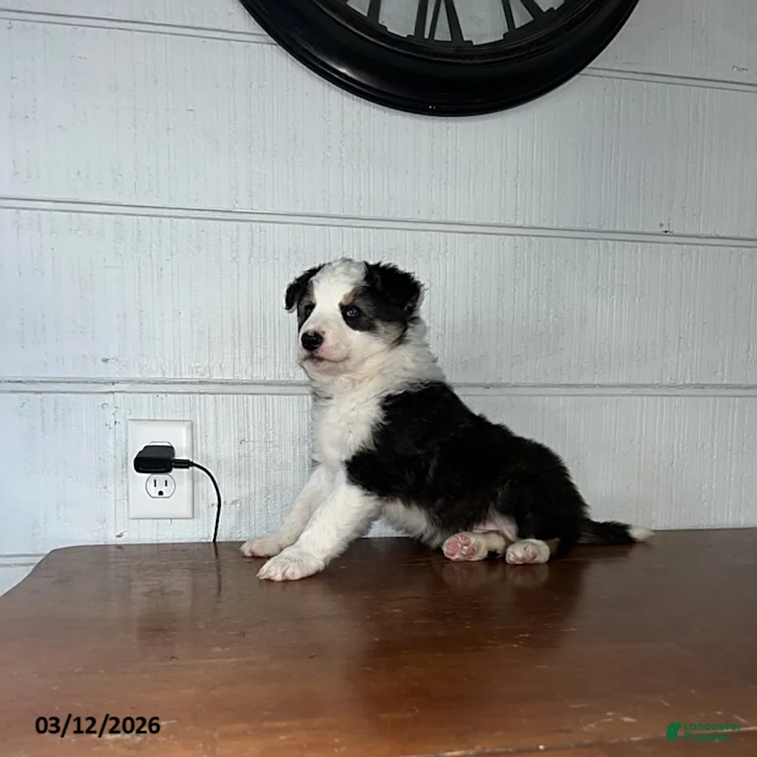 Border Collie dogs for sale: Buttercup - Ad 1