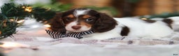 Miniature Dachshund dogs for sale: Charlie - Ad 2