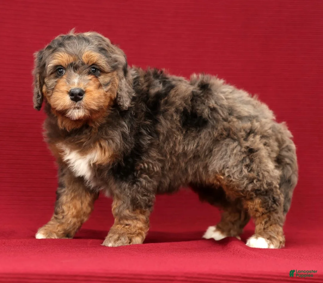 Mini Bernedoodle dogs for sale: Buddy - Ad 7