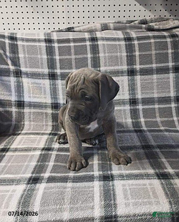 Cane Corso dogs Duke - Ad 2
