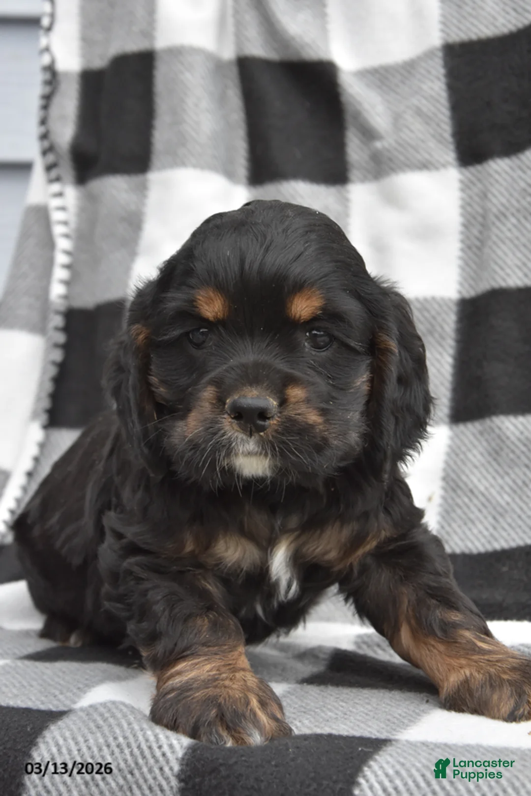 Cocker Spaniel dogs for sale: Koby - Ad 2