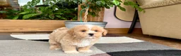 Mixed Breed dogs for sale: Lhatese boy 1 - Ad 3
