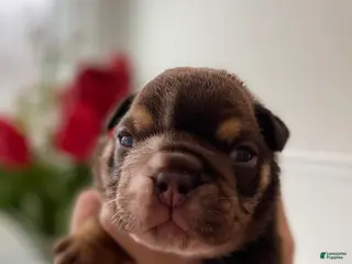 English Bulldog dogs Valentine - Ad 39