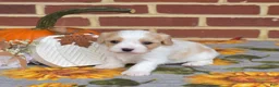 Cavachon dogs for sale: Chips - Ad 3
