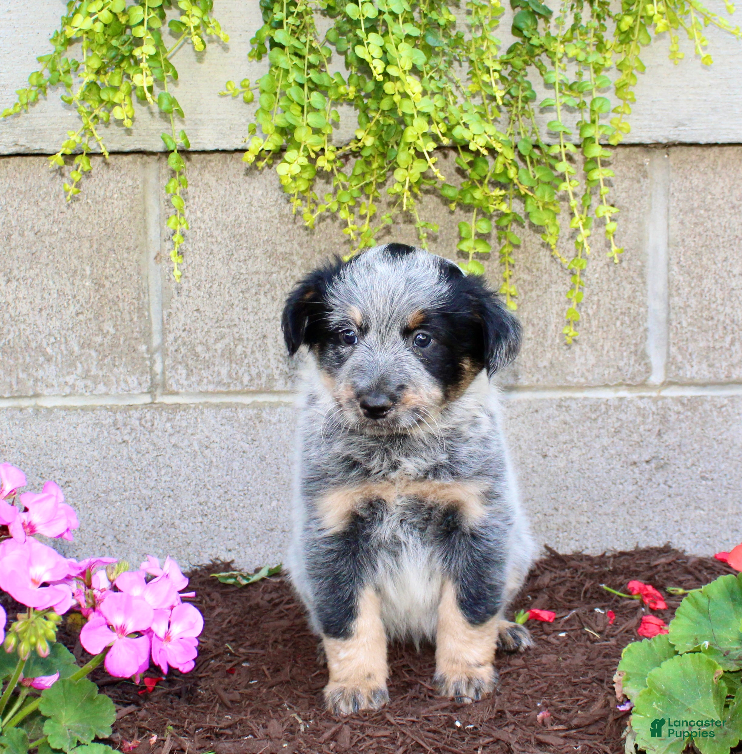 Australian Cattle Dog dogs Bingo - Ad 1