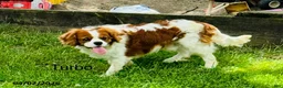 Cavalier King Charles Spaniel dogs for sale: Harvey - Ad 7