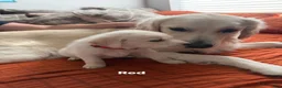 Golden Shepherd dogs for sale: Chloe - Ad 4