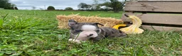 Boston Terrier dogs for sale: Galaxie - Ad 7