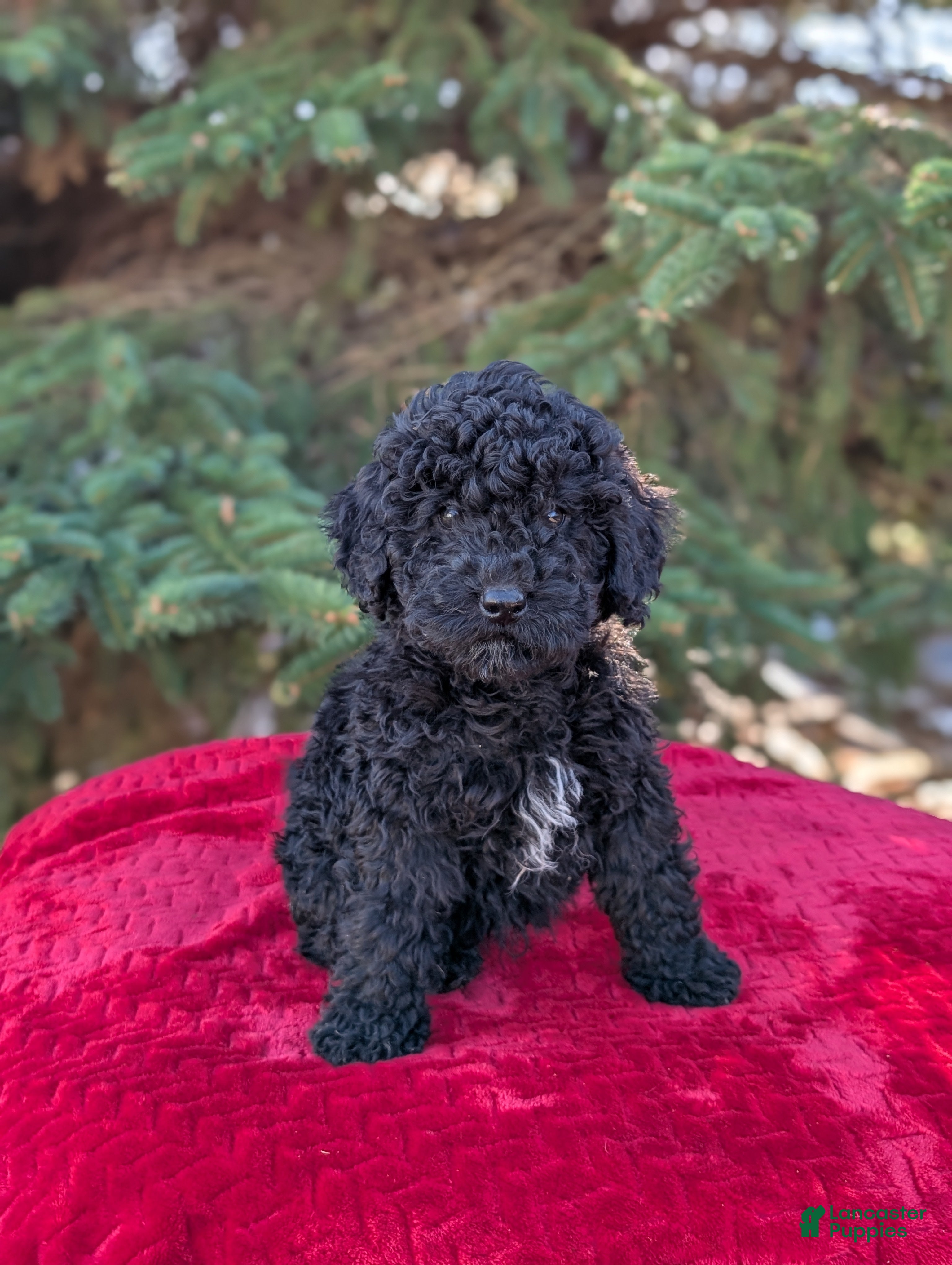 Shihpoo dogs Winston  - Ad 23