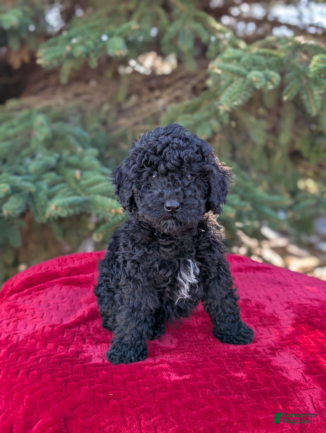 Shihpoo dogs for sale: Winston  - Ad 1