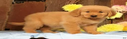 Golden Retriever dogs for sale: Harmony - Ad 5