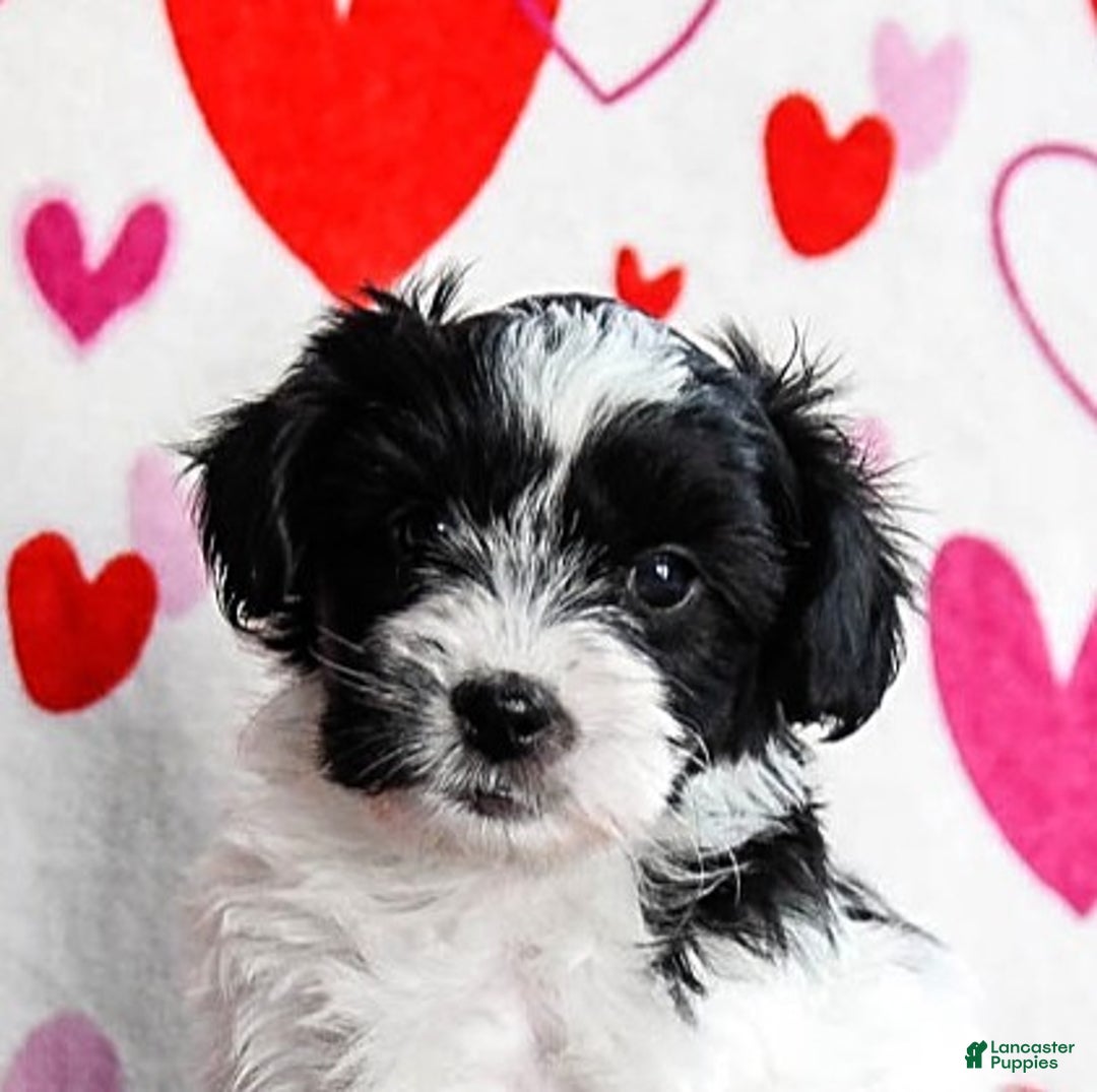 Yochon dogs for sale: Stormy - Ad 4