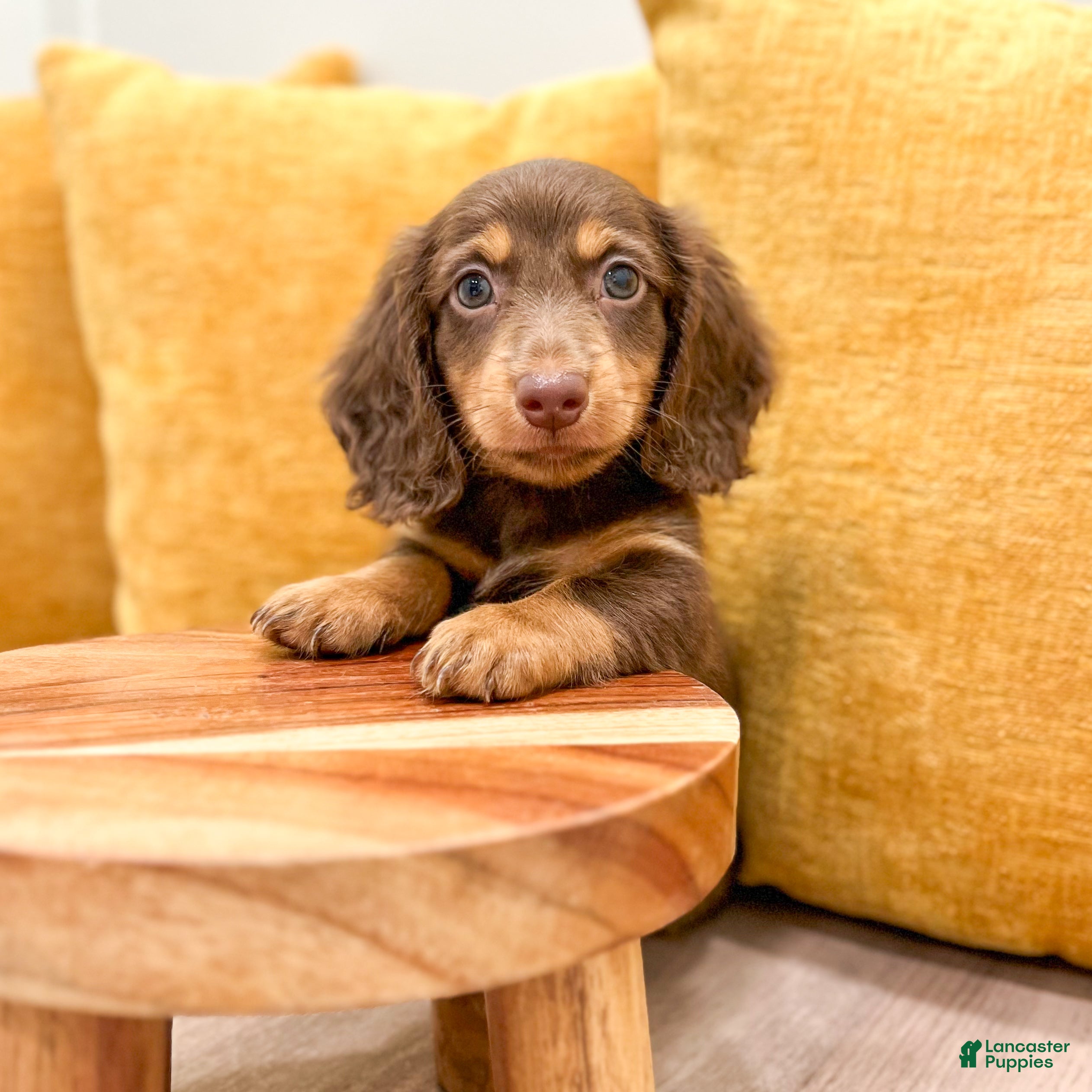 Miniature Dachshund dogs Mocha - Ad 2