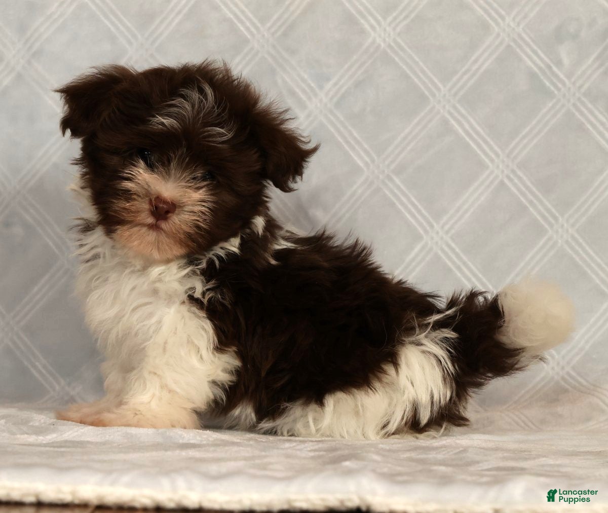 Havanese dogs for sale: Max - Ad 1