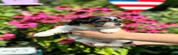 Biewer Terrier dogs for sale: Biewer Terrier 1 - Ad 8