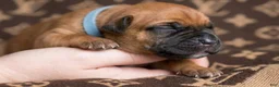 Cane Corso dogs for sale: Midnight Groove’s One In A Million - Ad 5