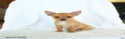 Chihuahua dogs for sale: Rusty - Ad 5