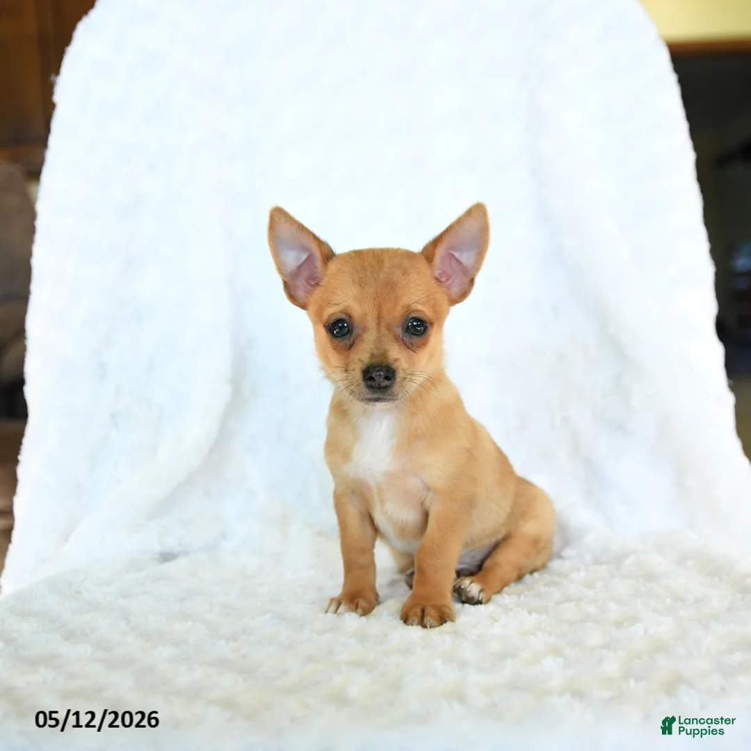 Chihuahua dogs for sale: Rusty - Ad 5
