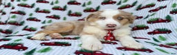 Miniature Australian Shepherd dogs for sale: Onyx - Ad 3