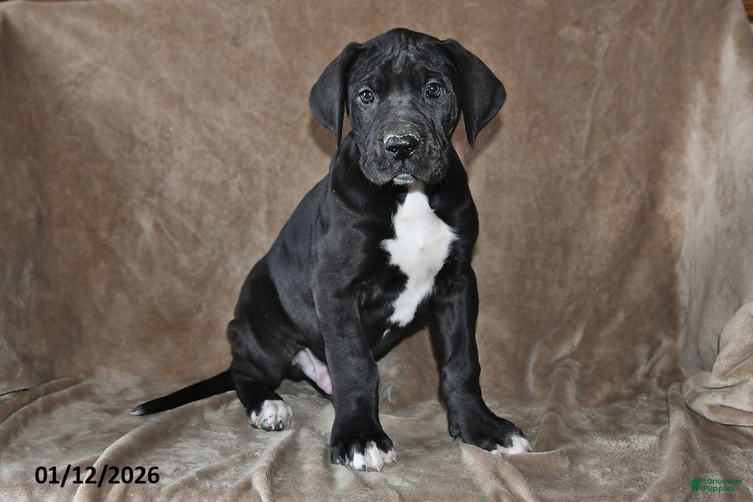 Great Dane dogs for sale: Sugar - Ad 1