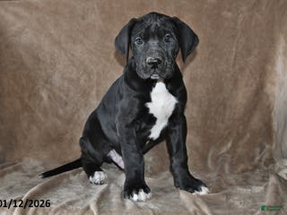 Great Dane dogs Sugar - Ad 7